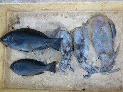 カゴ釣りでイサギ&グレ　〜小アオリも釣れています〜