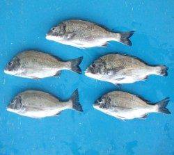 大丹生イカダ サナギとコーンでチヌ〜40cm5匹