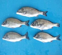 大丹生イカダ サナギとコーンでチヌ〜40c…