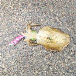 内浦湾波止 エギングでアオリイカ〜13cm5ハイ