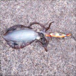 内浦湾波止 エギングでアオリイカ〜13cm5ハイ