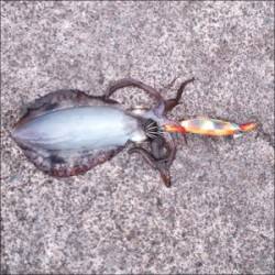 内浦湾波止 エギングでアオリイカ〜13cm5ハイ