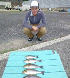 ヒラバエ　カゴ釣りでイサギ〜34cm5匹