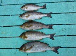 ヒラバエ　カゴ釣りでイサギ〜34cm5匹