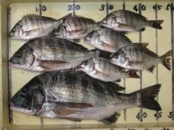 六本裏カセのチヌ釣り、魚がかなり浮いてます…