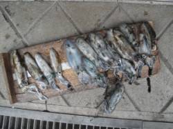 ムシクイ磯　エギングでアオリイカ〜17cm…