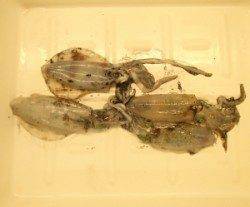 上瀬波止、2号のエギでアオリ4杯ＧＥＴ！