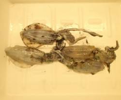 上瀬波止、2号のエギでアオリ4杯ＧＥＴ！