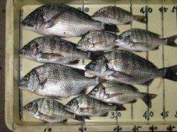 水潮が回って底では食いません・・・宮崎沖カセ