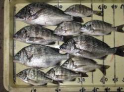 水潮が回って底では食いません・・・宮崎沖カ…