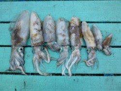 工場裏でのエギング、小さいながらも8杯GET！