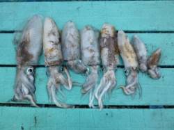 工場裏でのエギング、小さいながらも8杯GE…