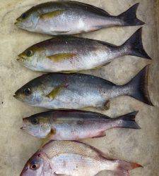 神谷沖一文字外向き、カゴ釣りでイサキの釣果