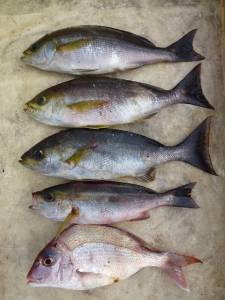 神谷沖一文字外向き、カゴ釣りでイサキの釣果…