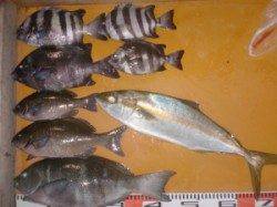 立島にてオキアミのフカセ釣り　グレ44㎝&小マサ