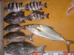 立島にてオキアミのフカセ釣り　グレ44㎝&…