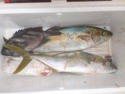 三尾の磯　カゴ釣りで小マサが釣れています