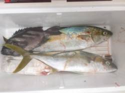 三尾の磯　カゴ釣りで小マサが釣れています