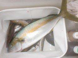 立島にてオキアミのフカセ釣り　グレ44㎝&小マサ