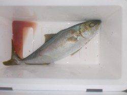 三尾の磯　カゴ釣りで小マサが釣れています