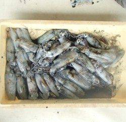 野原磯　エギングでアオリイカ〜18cm30パイ