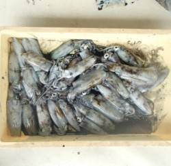 野原磯　エギングでアオリイカ〜18cm30…