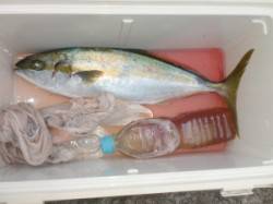 磯釣りシーズン到来！ヒラマサ・グレが釣れて…