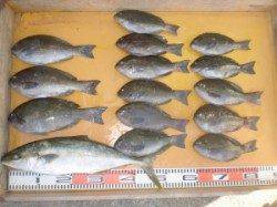 磯釣りシーズン到来！ヒラマサ・グレが釣れてます♪