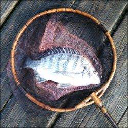 青井イカダに釣行、数釣りが楽しめます