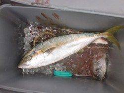 【良く晴れていい凪になりました】黒島でヒラマサ