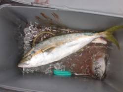 【良く晴れていい凪になりました】黒島でヒラ…