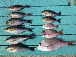 ヒラバエでのカゴ釣りでイサギ&マダイ