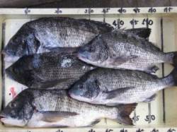 大型チヌが帰ってきました☆　宮崎沖カセ