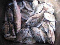 大型チヌが帰ってきました☆　宮崎沖カセ