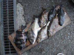 ジロー磯でフカセ釣り、色々な魚が釣れました♪