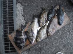 ジロー磯でフカセ釣り、色々な魚が釣れました…