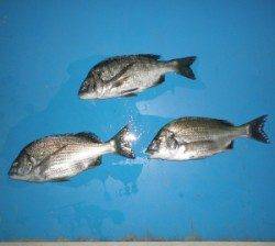 千歳でフカセ釣り、エサはサナギ