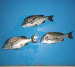 千歳でフカセ釣り、エサはサナギ