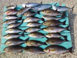 ヒラバエでイサギ、スマガツオなど、シイラの回遊もアリ