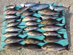 ヒラバエでイサギ、スマガツオなど、シイラの…