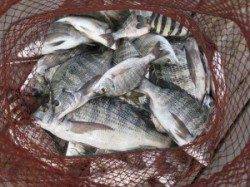 宮崎沖カセ、チヌ大漁です♪