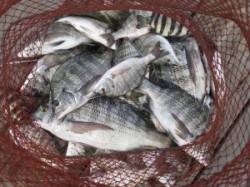 宮崎沖カセ、チヌ大漁です♪