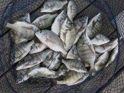 宮崎沖カセ、チヌ大漁です♪