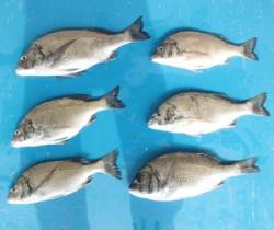 日引イカダで良型のチヌ含む6枚の釣果