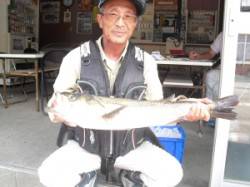 カブト磯、のませで72cmのスズキ！