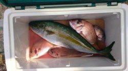 茶釜と黒島、ともにカゴ釣りで小マサとマダイの釣果