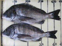 宮崎沖カセ、45cmの良型チヌも釣れています♪