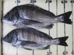 宮崎沖カセ、45cmの良型チヌも釣れていま…