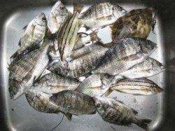 宮崎沖カセ、45cmの良型チヌも釣れています♪