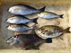 ヒラバエでのカゴ釣り、イサギ32cmを頭にウマズラ・アイゴ